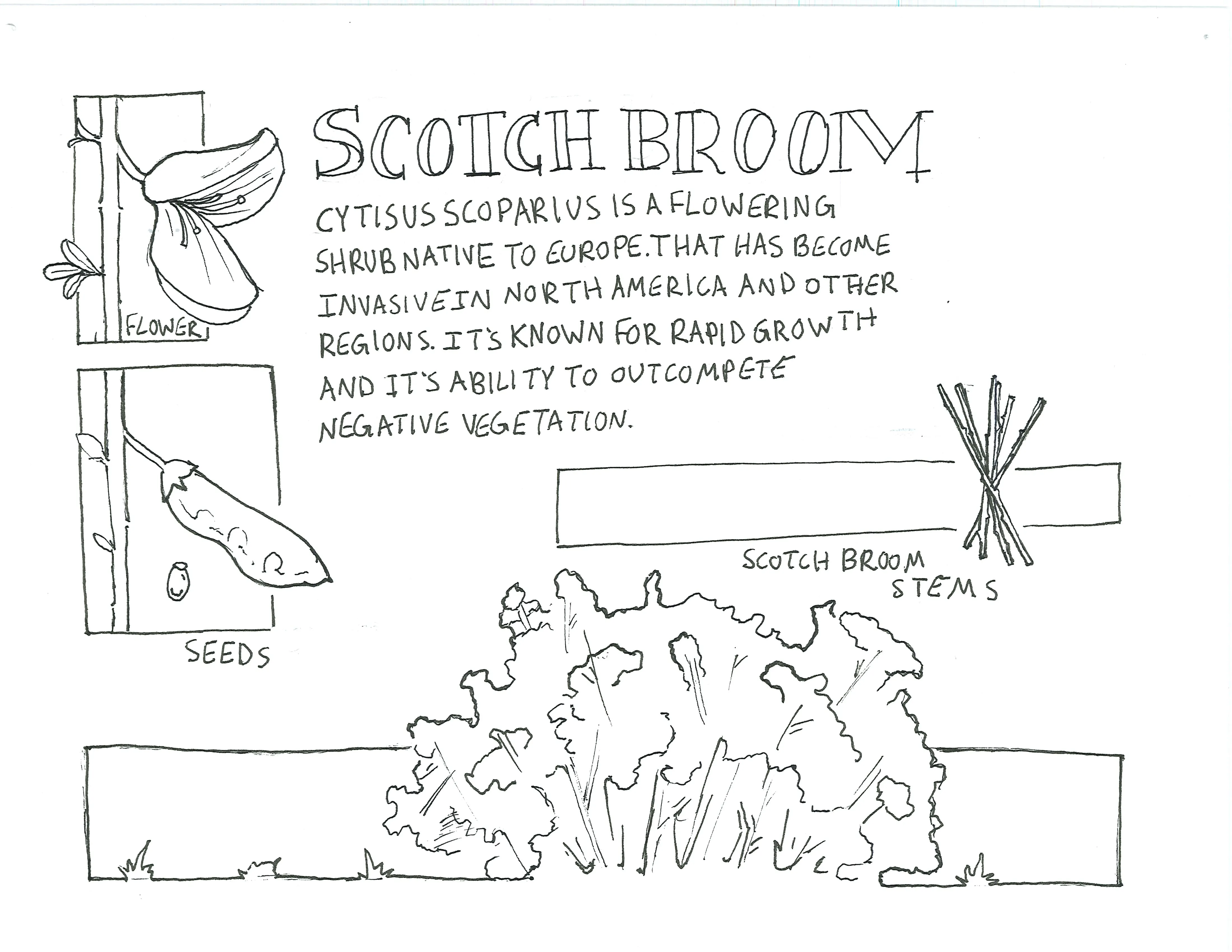 Hand-sketched drawing of scotch broom detailing its flower, seeds, and stems.